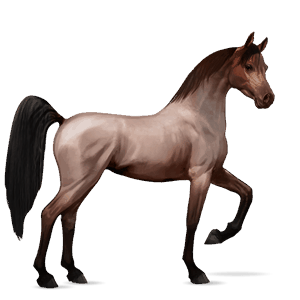 ridehest akhal-teke skimlet
