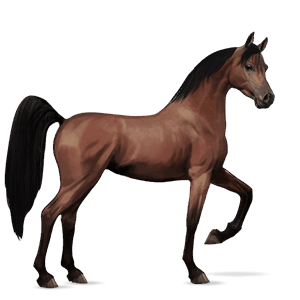 ridehest knabstruper brun