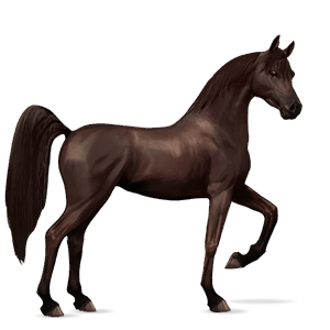 ridehest arabisk hest brun