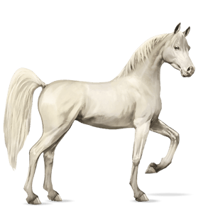 ridehest shagya araber epleskimmel