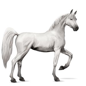 ridehest arabisk hest lys grå