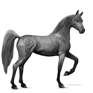 ridehest arabisk hest lys grå