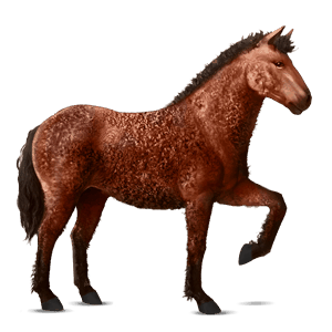 ridehest marwari brun