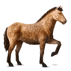 ridehest marwari brun