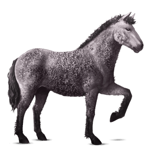 ridehest arabisk hest lys grå