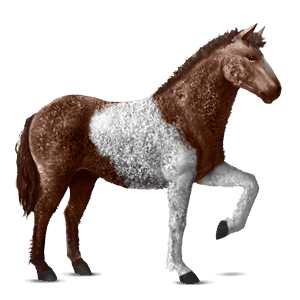 ridehest curlyhest leverfuks tobiano