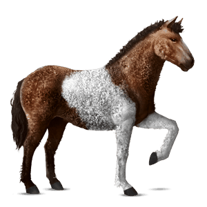 ridehest akhal-teke svart fuks