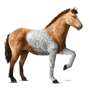ridehest argentinsk criollo brun tobiano