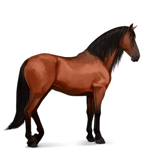 ridehest spansk renraset hest rødbrun