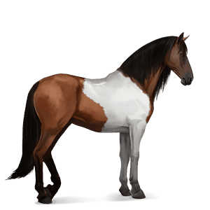 ridehest nokotahest brun overo