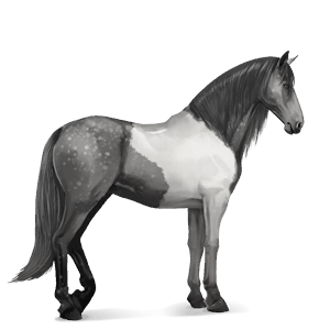 ridehest frieserhest svart