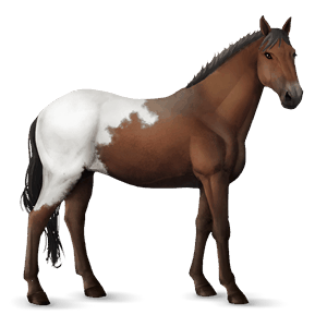 ridehest nokotahest brun