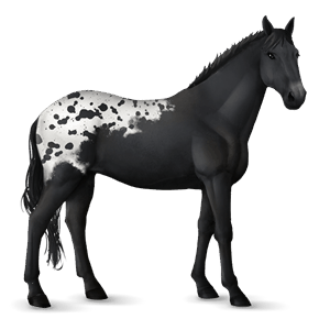 ridehest appaloosa fuks med teppe