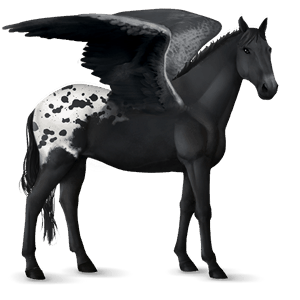 ridepegasus shagya araber epleskimmel
