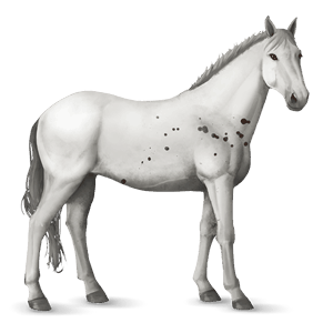 ridehest mustang skimlet