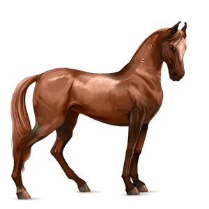 ridehest marwari linfarget fuks