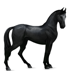 ridehest berberhest svart