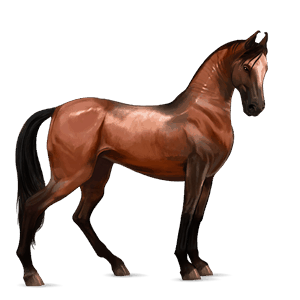 ridehest rødbrun