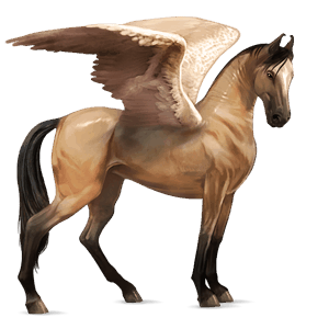 ridepegasus marwari blakk
