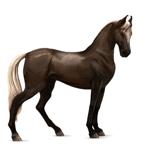 ridehest marwari svart