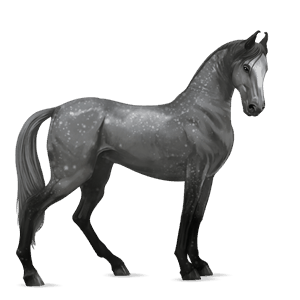 ridehest arabisk hest linfarget fuks
