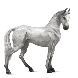 ridehest fullblodshest musegrå