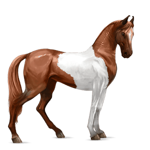 ridehest spansk renraset hest epleskimmel
