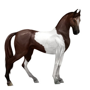 ridehest tinker brun tobiano