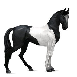 ridehest marwari tobiano svart flekket