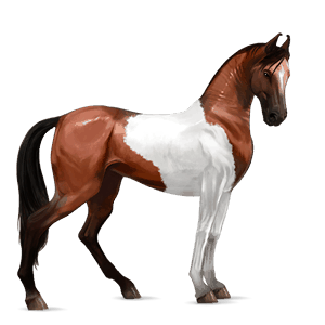 ridehest holsteiner brun