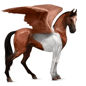 ridepegasus marwari rødbrun tobiano