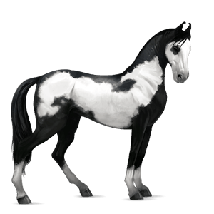ridehest argentinsk criollo fuks tobiano