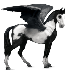 ridepegasus marwari svart overo