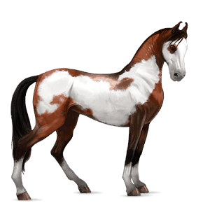 ridehest arabisk hest svart fuks