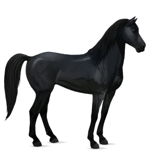 ridehest hanoveraner svart
