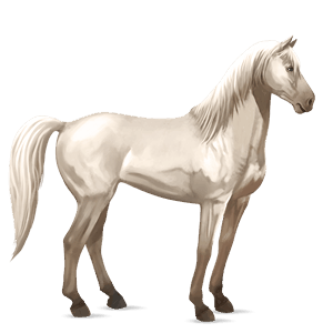 ridehest argentinsk criollo brun tobiano
