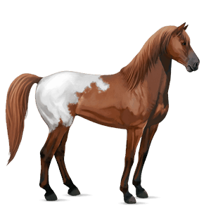 ridehest akhal-teke skimlet