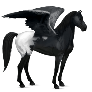 ridepegasus mustang svart med teppe