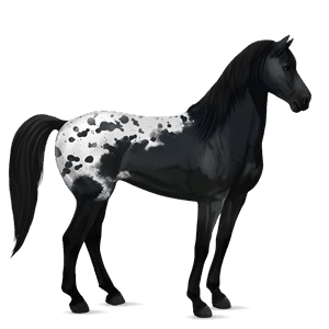 ridehest quarter horse fuks