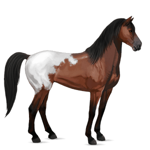 ridehest mustang rødbrun med teppe