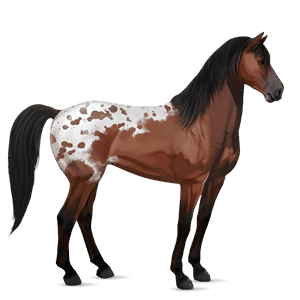 ridehest quarter horse svart