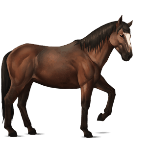 ridehest brun