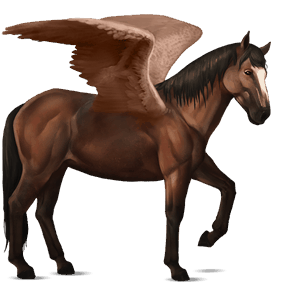 ridepegasus akhal-teke svart fuks