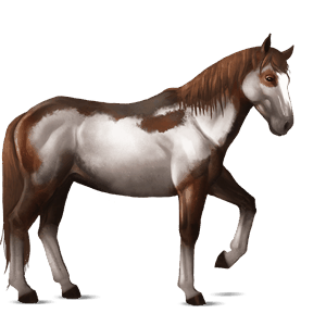ridehest american paint horse overo fuks flekket
