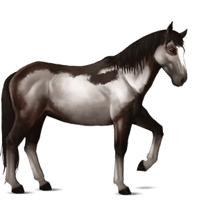 ridehest american paint horse mørkebrun overo