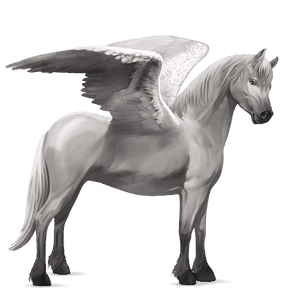 pegasus-ponni highlandponni lys grå