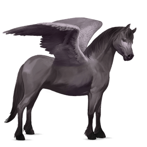 pegasus-ponni highlandponni musegrå