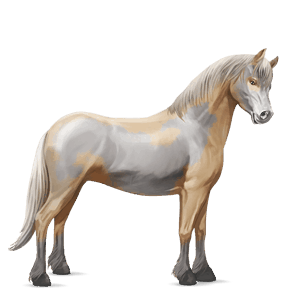 ponni connemara palomino