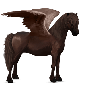 pegasus-ponni highlandponni brun