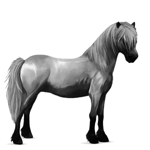 ponni belgisk rideponni palomino